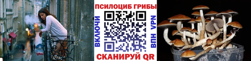 как найти   Ермолино  OMG зеркало  Псилоцибиновые грибы Psilocybine cubensis 